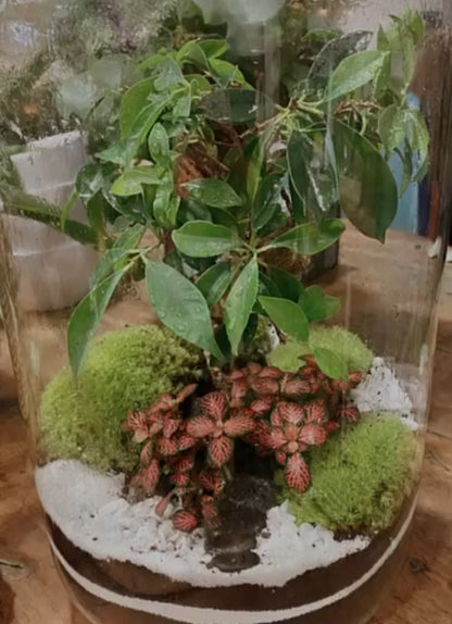 Atelier terrarium