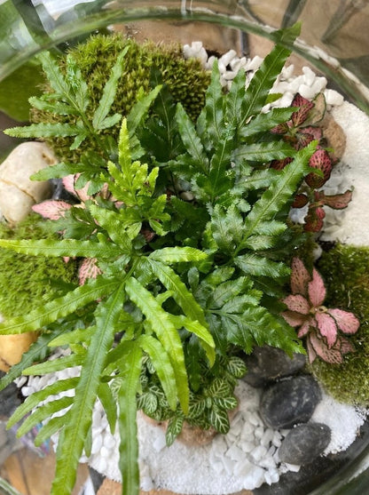 Atelier terrarium